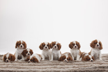 Zehn Cavalier King Charles Spaniel Welpen sitzen und liegen in einer Reihe vor einem weißen Hintergrund - HTF000503