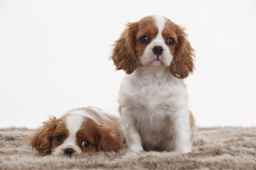 Porträt von zwei Cavalier King Charles Spaniel Welpen vor weißem Hintergrund - HTF000501