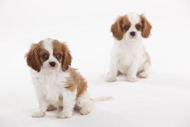 Portrait of two Cavalier King Charles Spaniel puppies on white ground - HTF000502