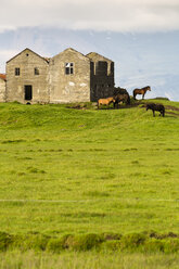 Iceland, East Coast, Old house and icelandic horses - FCF000292