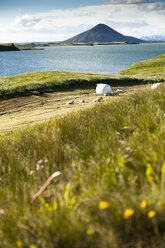 Iceland, Skutustadir, Krafla-volcanic area, Myvatn, pseudocrater - FCF000311