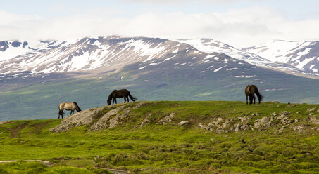 Island, drei grasende Islandpferde auf einer Landzunge - FCF000352