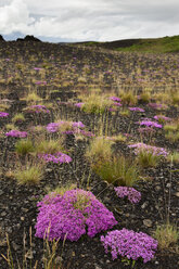 Island, rosa blühende Pflanzen in der südlichen Hochlandregion - FCF000360