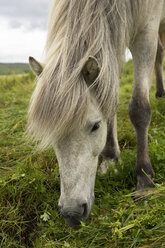 Portrait of grazing Icelandic horse - FCF000364