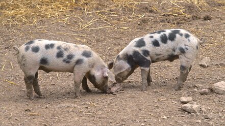 Zwei gefleckte Ferkel, Suidae, Kopf an Kopf stehend - MHF000328