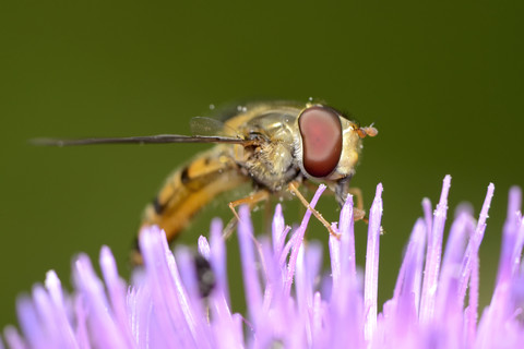 Schwebfliege, Episyrphus balteatus, auf rosa Blüte, lizenzfreies Stockfoto