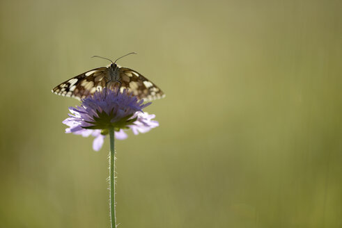 Marmoriertes Weiß, Melanargia galathea, auf einer Blüte - MJO000602