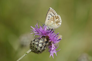 Chalkhill Blue, Polyommatus coridon, auf der Blüte einer Distel - MJOF000603