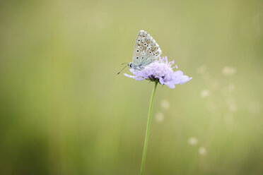 Chalkhill Blue, Polyommatus coridon, auf Blüte - MJOF000605