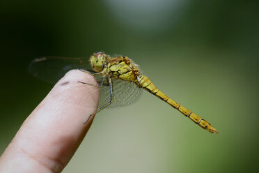 Common Darter, Sympetrum striolatum, sitting on finger of a man - MJOF000609