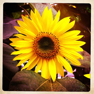 Sunflower - JAWF000028