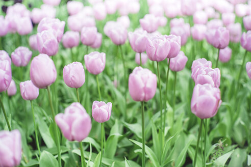 Niederlande, rosa Tulpen, Tulipa, im Keukenhof - FL000455