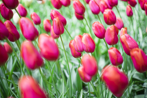 Niederlande, rote rosa Tulpen, Tulipa, im Keukenhof - FL000456