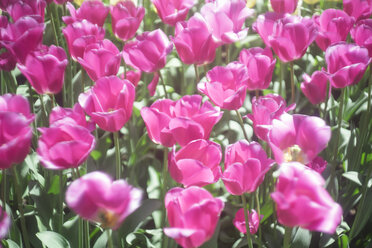 Niederlande, rosa Tulpen, Tulipa, im Keukenhof - FL000457
