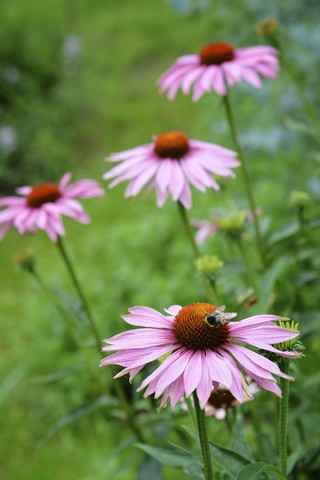 Hummel, Bombus, auf einer Blüte des Purpurnen Sonnenhuts, Echinacea purpurea, lizenzfreies Stockfoto