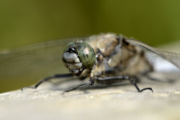 Porträt des Schwarzschwanz-Löfflers, Orthetrum cancellatum - MJOF000606