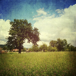 Meadow with scattered fruit trees - LVF001717