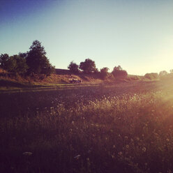 Meadow in evening - LVF001722