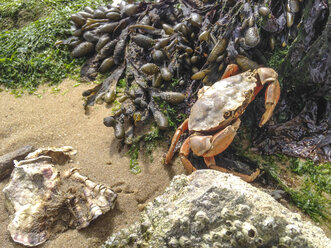 Germany, Lower Saxony, Hooksiel, Crab at low tide in wadden sea - ODF000789