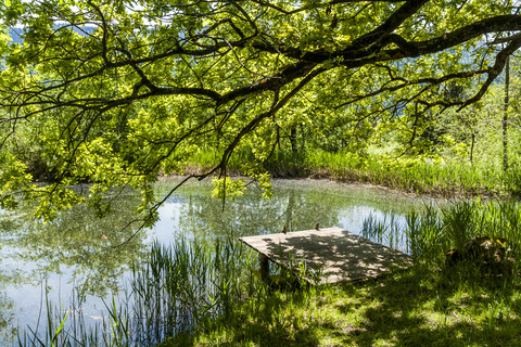 Baum und Steg am Seeufer, lizenzfreies Stockfoto