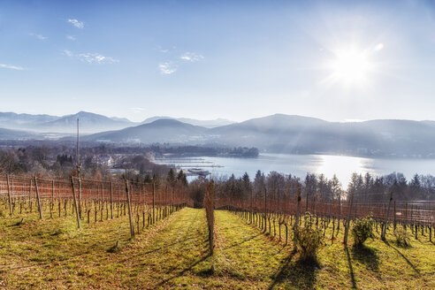 Österreich, Kärnten, Klagenfurt, Weinberg am Wörthersee - DAWF000088