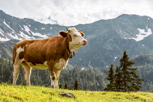 Austria, Carinthia, Fragant, cow on alpine pasture - DAWF000100