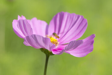 Mexican aster, Cosmea, with hoverfly, Syrphidae - YFF000206