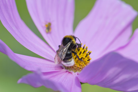 Hummel, Bombus, sitzend auf Mexikanischer Aster, Cosmea, lizenzfreies Stockfoto