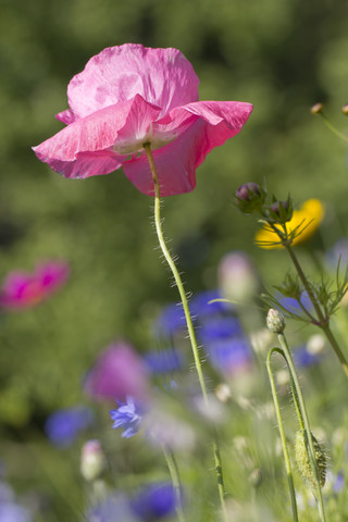 Rosa Mohn, Papaver, lizenzfreies Stockfoto