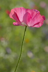 Rosa Mohn, Papaver - YFF000211