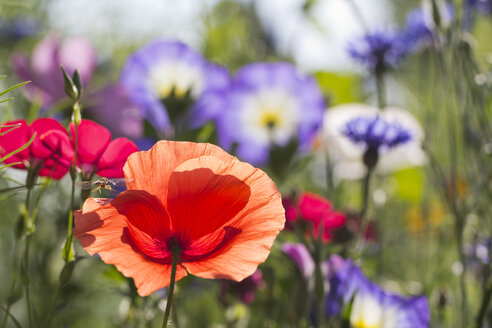 Roter Mohn, Papaver, auf Sommerwiese - YFF000208