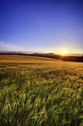 United Kingdom, Scotland, Midlothian, Barley field, Hordeum vulgare, at sunset - SMAF000238