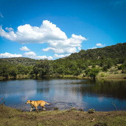 Schwarzmaulhund verlässt einen Teich, Texas, USA - ABAF001443