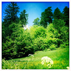 Wiese im Schwarzwald, Deutschland - DRF001043