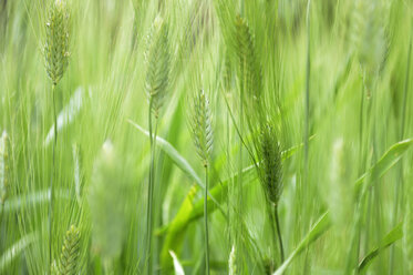 Peru, Roggenfeld, Hordeum vulgare, Teilansicht - FLKF000399