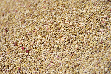 Samen von Quinoa, Chenopodium quinoa - FLKF000400