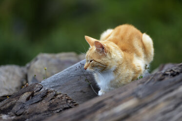 Hauskatze, Felis silvestris catus, dösend auf einem Baumstamm - FLKF000406