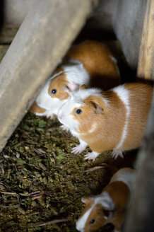 Peru, Zucht von Meerschweinchen, Cavia porcellus form. domestica, in einem landwirtschaftlichen Betrieb - FLKF000407