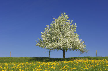 Birnbaum auf einer Wiese mit Löwenzahn vor blauem Himmel - RUEF001254
