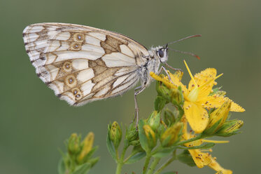 Marmoriertes Weiß, Melanargia galathea, auf einer gelben Blüte vor grünem Hintergrund - RUEF001256