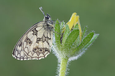 Marmoriertes Weiß, Melanargia galathea, auf einer Blüte vor grünem Hintergrund - RUEF001257