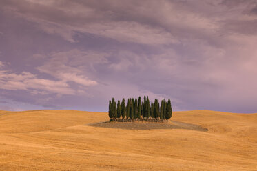 Italy, Tuscany, cypress grove in harvested wheat field - RUEF001261