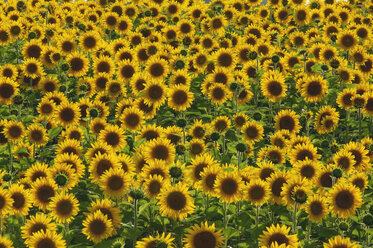 Field of sunflowers, Helianthus annuus - RUEF001262