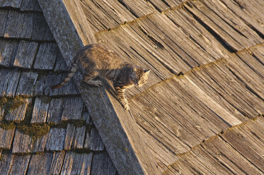 Italien, Hauskatze auf einem Holzdach - RUEF001264