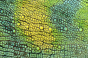 Skin of Johnston's Chameleon, Chamaeleo johnstoni, close-up - RUEF001265