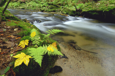 Deutschland, Sachsen, Sächsische Schweiz, Ufer des Flusses Kirnitzsch - RUEF001267