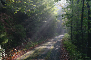 Germany, Saxony, Saxon Switzerland, Kirnitzsch, sunbeams shining on forest track - RUEF001268