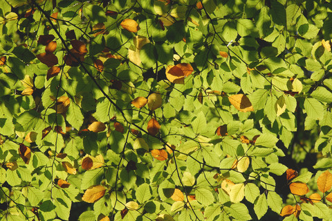 Zweig einer Buche mit Blättern, lizenzfreies Stockfoto