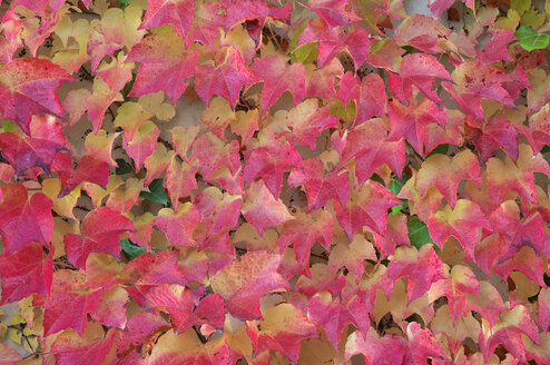 Rote Herbstblätter des Traubenefeus, Parthenocissus tricuspidata - RUEF001271