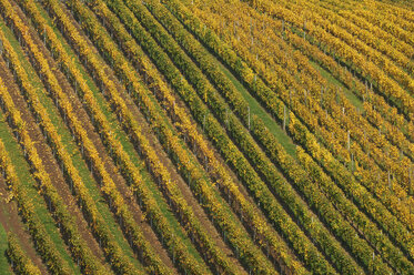 Deutschland, Baden Württemberg, Weinberg im Herbst - RUEF001272